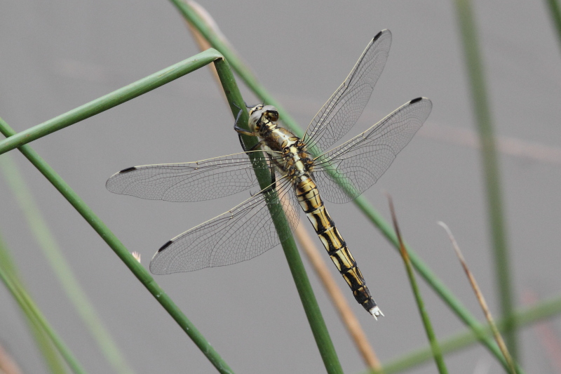 IMG_0520 Orthetrum albistylum female.JPG